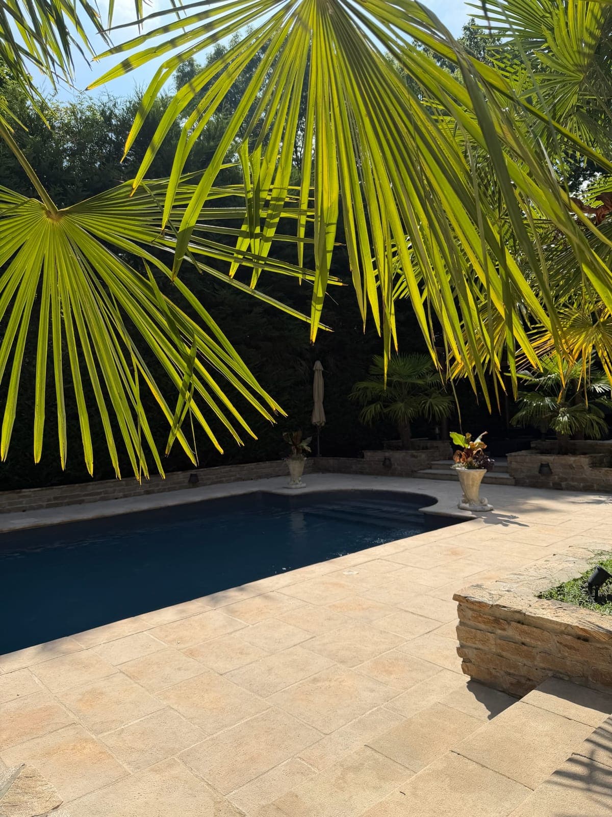 Palmier et piscine dans le jardin ensoleillé